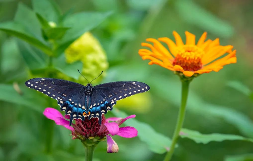 秋 意(图2) 秋 意(图2)